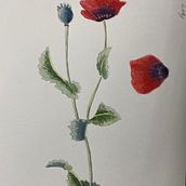 My project for course: Botanical Illustration with Watercolors. Un progetto di Illustrazione tradizionale, Belle arti, Pittura, Disegno, Pittura ad acquerello e Illustrazione botanica di guy_oakley - 13.12.2022