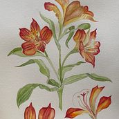 Il mio progetto del corso: Acquerello botanico: illustra l’anatomia dei fiori Ein Projekt aus dem Bereich Traditionelle Illustration, Bildende Künste, Malerei, Zeichnung, Aquarellmalerei und Botanische Illustration von Bianca Carfì - 17.12.2022