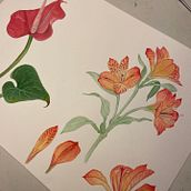 Meu projeto do curso: Aquarela botânica: ilustre a anatomia das flores. Un progetto di Illustrazione tradizionale, Belle arti, Pittura, Disegno, Pittura ad acquerello e Illustrazione botanica di jardimdouniverso - 17.12.2022