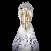 Shoebill stork. Arts, and Crafts project by Elfje van Kuijen - 12.18.2022