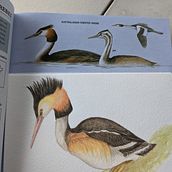 Mi proyecto del curso: Ilustración naturalista de aves con acuarela. Traditional illustration, Watercolor Painting, Realistic Drawing, and Naturalistic Illustration project by Constanza Herrera erber - 12.16.2022