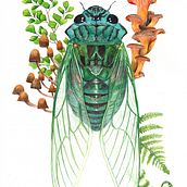 My project for course: Botanical Watercolor Painting of the Natural World. Un projet de Beaux Arts, Peinture, Aquarelle, Illustration botanique et Illustration naturaliste de rachael_10 - 21.12.2022