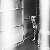 Dog shelter in Portugal. Un proyecto de Fotografía digital, Fotografía en exteriores y Fotografía documental de pedrocarvalho3 - 06.12.2022