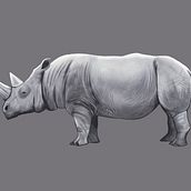 Mi proyecto del curso: Ilustración naturalista de animales con Procreate. Traditional illustration, Digital Illustration, Realistic Drawing, and Naturalistic Illustration project by yoyagamboa - 12.23.2022