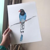Mi proyecto del curso: Ilustración naturalista de aves con acuarela. Traditional illustration, Watercolor Painting, Realistic Drawing, and Naturalistic Illustration project by Adriana Mangones - 12.23.2022