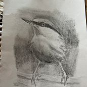 My project for course: Artistic Watercolor Techniques for Illustrating Birds. Un proyecto de Ilustración tradicional, Pintura a la acuarela, Dibujo realista e Ilustración naturalista				 de susannemoore - 24.12.2022