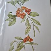 Natural History Illustration. Traditional illustration, Watercolor Painting, Realistic Drawing, and Naturalistic Illustration project by Wendy Allison - 12.25.2022