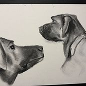 Mein Abschlussprojekt für den Kurs: Tiere zeichnen mit Kohle und Tusche. Drawing, Ink Illustration, and Naturalistic Illustration project by omamartha69 - 12.25.2022