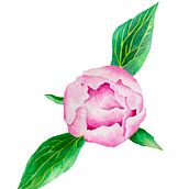 Peonies. Traditional illustration project by magdabujak - 12.27.2022