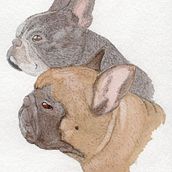 Commission French Bulldogs. Un projet de Artisanat, Dessin, Dessin de portrait, Dessin artistique , et Dessin réaliste de Femke van Straten - 02.07.2020