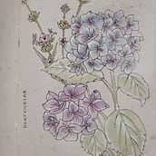 Mes esquisses - Carnet fleurs. Drawing project by Manon Winter - 12.29.2022