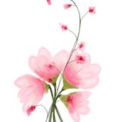 Bouquet. Un progetto di Illustrazione tradizionale e Character design di Tara Ritchie - 29.12.2022