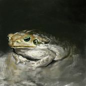 SAPO ESCURURU. Un projet de Illustration traditionnelle de samiracampos1808 - 31.12.2022