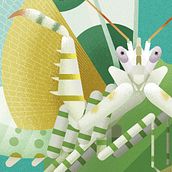 INSECTOS. Libro ilustrado.. Un proyecto de Ilustración tradicional de David Comerón - 02.01.2023