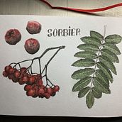 Mon projet du cours : Illustration botanique : du carnet de croquis à l'impression. Traditional illustration, Sketching, Drawing, Botanical Illustration, Sketchbook & Ink Illustration project by Timoté Vidaud - 01.02.2023