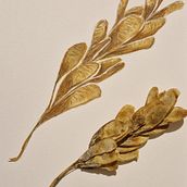 My project for course: Botanical Illustration with Watercolors. Traditional illustration, Fine Arts, Painting, Drawing, Watercolor Painting, and Botanical Illustration project by mesterceruza - 01.03.2023