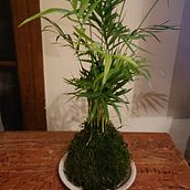 Mi proyecto del curso: Kokedamas: crea macetas naturales de musgo. Arts, Crafts, Interior Design, L, scape Architecture, Decoration, DIY, Floral, and Plant Design project by jnska - 01.04.2023