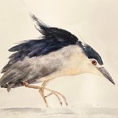 young grey heron. Traditional illustration, Watercolor Painting, and Naturalistic Illustration project by Griesmayr Silke - 01.05.2023