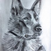 German Shepard Rüde „Applaus“. Een project van  Tekening,  Illustratie met inkt y Naturalistische illustratie van Moni Meyer - 07.01.2023