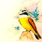 Meu projeto do curso: Técnicas expressivas de aquarela para ilustração de pássaros. Un progetto di Illustrazione tradizionale, Pittura ad acquerello, Disegno realistico e Illustrazione naturalistica di Erika Bastos - 08.01.2023