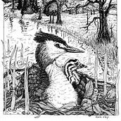 My project for course: Dip Pen and Ink Illustration: Capturing The Natural World. Projekt z dziedziny Sketching,  R, sunek,  R, sunek art, st, czn, Sketchbook,  R, sunek atramentem, Ilustracja naturalist i czna użytkownika Kara Skye - 08.01.2023