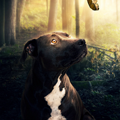 Meu projeto do curso: Segredos da fotomontagem e do retoque criativo. Photograph, Photograph, Post-production, VFX, Photo Retouching, Fine-Art Photograph, Photographic Composition, and Photomontage project by Willian Guimaraes - 01.08.2023