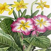 Hi, I'm Tamara Lee. Here's a few images of my work.. Un progetto di Illustrazione tradizionale, Design, Educazione, Pittura, Bozzetti, Disegno a matita, Disegno realistico, Illustrazione infantile, Illustrazione botanica, Illustrazione con inchiostro, Illustrazione naturalistica, Design floreale e vegetale, Stationer e Design di Tamara Lee - 11.01.2023