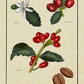 Mon projet du cours : Illustration botanique : du carnet de croquis à l'impression. Traditional illustration, Sketching, Drawing, Botanical Illustration, Sketchbook & Ink Illustration project by Valerie Guelaff - 01.12.2023