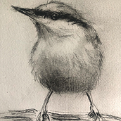 My project for course: Artistic Watercolor Techniques for Illustrating Birds. Traditional illustration, Watercolor Painting, Realistic Drawing, and Naturalistic Illustration project by Margaret Betts - 01.14.2023