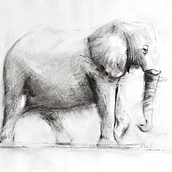 Elefante con carboncillo . Desen, Ilustrație cu cerneală & Ilustrație naturalistă de Laura Gallofré - 01.16.2023