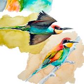 Bee-eaters with watercolor.. Un progetto di Pittura ad acquerello, Illustrazione tradizionale e Illustrazione naturalistica di Ylenia Vimercati Molano - 17.01.2023