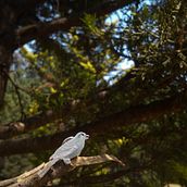 Mirando al bosque a través de la orfebrería . Arte și meșteșuguri și Design grafic de Paulina Vega - 01.17.2023