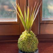 Il mio progetto del corso: Kokedama: crea una fioriera naturale con il muschio. Arts, Crafts, Interior Design, L, scape Architecture, Decoration, DIY, Floral, and Plant Design project by lidia_00 - 01.18.2023
