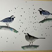 My project for course: Artistic Watercolor Techniques for Illustrating Birds. Ilustração tradicional, Pintura em aquarela, Desenho realista e Ilustração naturalista projeto de jcspender - 18.01.2023
