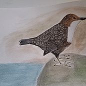 Mi proyecto del curso: Ilustración naturalista de aves con acuarela. Ilustração tradicional, Pintura em aquarela, Desenho realista e Ilustração naturalista projeto de bertagon89 - 19.01.2023