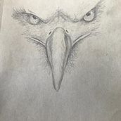 Bald Eagle . Traditional illustration, and Pencil Drawing project by Marjolein - 01.19.2023