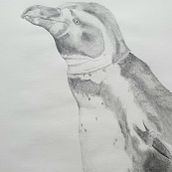 Realistic animal portraits: Penguin. Traditional illustration, Pencil Drawing, Drawing, and Naturalistic Illustration project by laraoleart - 01.20.2023