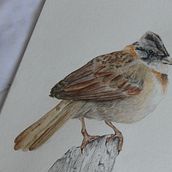 Mi proyecto del curso: Ilustración naturalista de aves con acuarela. Traditional illustration, Watercolor Painting, Realistic Drawing, and Naturalistic Illustration project by michyfer_1314 - 01.20.2023