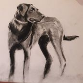 Mi proyecto del curso: Ilustración de animales con carboncillo y tinta. Un proyecto de Bellas Artes, Dibujo, Ilustración con tinta e Ilustración naturalista				 de Eloisa Garcia Garcia - 21.01.2023
