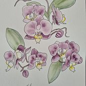 Botanical sketch book. Traditional illustration project by suemackenzie186 - 01.22.2023