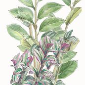 Plant composition. Un progetto di Illustrazione tradizionale e Pittura ad acquerello di Ylenia Vimercati Molano - 22.01.2023