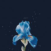 Flowers. Traditional illustration, Botanical Illustration, and Digital Illustration project by Paola Giuntini - 01.01.2023