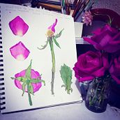 Una rosa es una rosa . % Marisela Merino Corona tarafından hazırlanan Geleneksel illüstras, on, Güzel sanatlar, Tablo, Çizim, Sulubo, a Resim, Botanik İllüstras, Ve on projesi - 09.14.2021