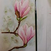 Delicate pink magnolia branch. Watercolor Painting, Traditional illustration, and Fine Arts project by Maria Roma - 01.25.2023