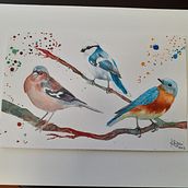 Il mio progetto del corso: Acquerello artistico per illustrazione di animali: gli uccelli.. Un proyecto de Pintura a la acuarela, Ilustración tradicional, Dibujo realista e Ilustración naturalista				 de c.rigoni - 25.01.2023