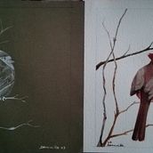 CARDINALE ROSSO Il mio progetto del corso: Illustrazione naturalistica: acquerello in positivo e negativo. Un proyecto de Ilustración tradicional, Bellas Artes, Pintura, Dibujo, Pintura a la acuarela, Ilustración botánica e Ilustración naturalista				 de nicoletta dominelli - 25.01.2023