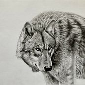 Animal portraits in charcoal. Arts, Crafts, Fine Arts, and Drawing project by gary.witham - 01.26.2023