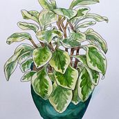 My course project for Botanical Sketchbooking. Traditional illustration project by Catherine Ward - 01.28.2023