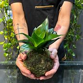 Meu projeto do curso: Kokedama: crie vasos naturais de musgo. Arts, Crafts, Interior Design, L, scape Architecture, Decoration, DIY, Floral, and Plant Design project by Kledir Josue - 01.27.2023