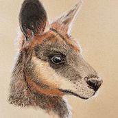 Wallaby portrait . Traditional illustration project by suemackenzie186 - 01.25.2023